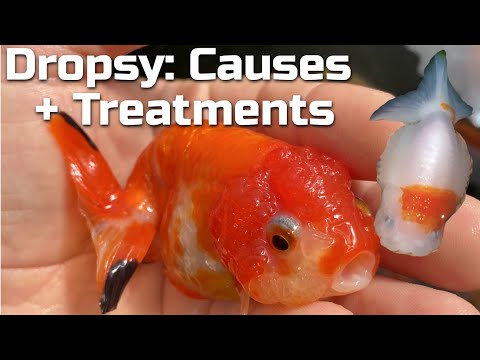 Видео: Водянка у золотых рыбок: что это такое, почему возникает и как лечить