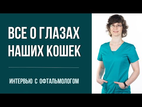 Видео: Как спасти глаза кошки, если нет ветеринара. И ещё 30 вопросов офтальмологу