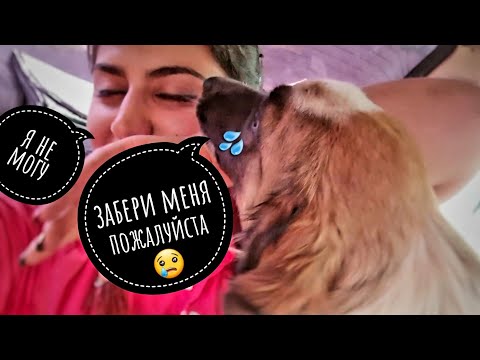 Видео: Забрала ли я пса с трассы себе на ПЕРЕДЕРЖКУ?  Поехала опять искать истощенного пса. 2 ЧАСТЬ