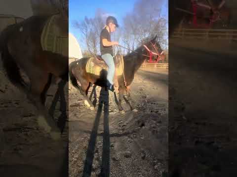 Видео: «IAIN’tNOMOMALUKE» 17-летний мерин стандартной породы