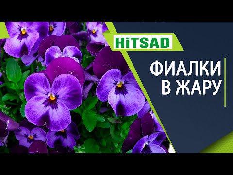 Видео: Фиалка умирает в жару 🌸 Как спасти сенполию