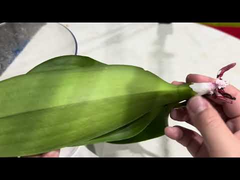 Видео: Продолжаю спасать орхидею от гнили ствола