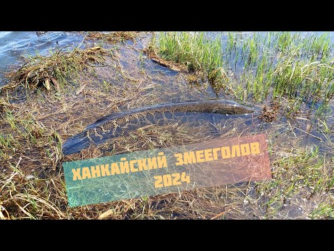 Видео: Ханкайский Змееголов 2024.Первый выезд.