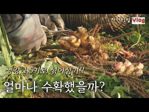 Видео: [Ноябрь -1] Я посадил имбирь между культурами. Наконец-то настало время сбора урожая!