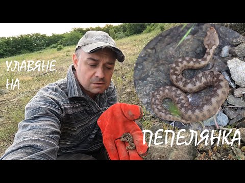 Видео: УЛАВЯНЕ НА ПЕПЕЛЯНКА NOSE HORNED VIPER CATCH VIPERA AMMODYTES
