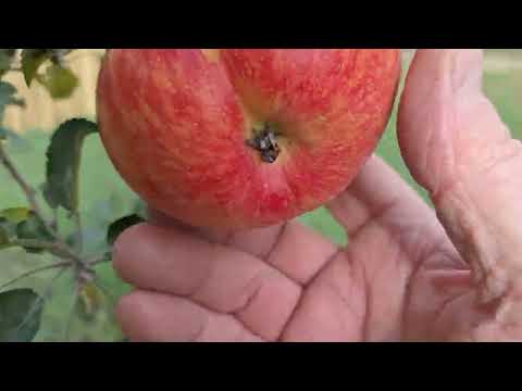 Видео: 13 октября 2025 г.