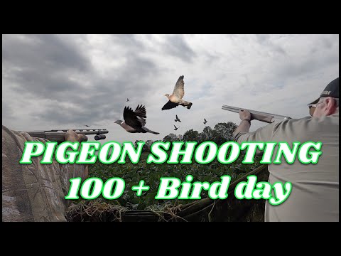 Видео: отстрел голубей 100+ день птиц