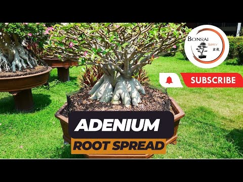 Видео: Как создать удивительные корневые системы адениума (пустынной розы) | The Bonsai Supply