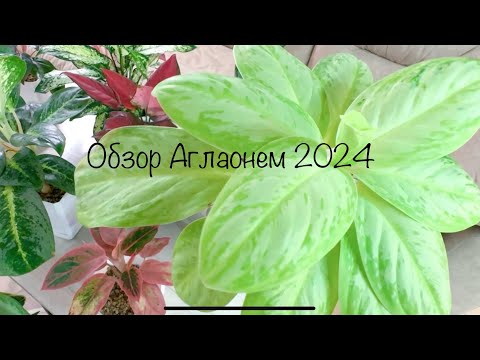 Видео: Обзор Аглаонем 2024