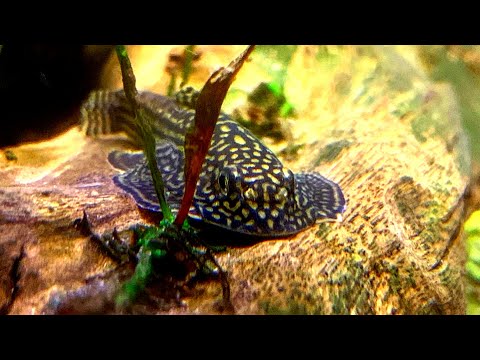 Видео: ПРАВДА о содержании и разведении горных вьюнов (они вам лгали) — Руководство по уходу за севеллией