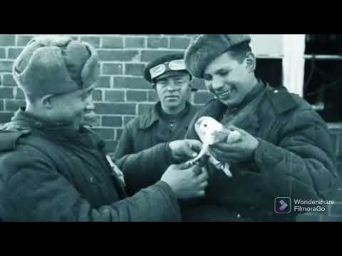Видео: Вотак держали голубей в СССР.