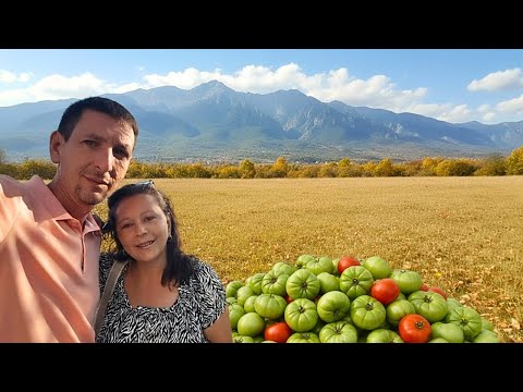 Видео: Ще Повярвате Ли Как Изглежда Градината След Лятото?! 🌾 | Разчистване и Подготовка