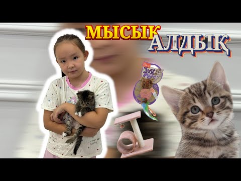 Видео: 😻😺 ІНЖУ МЫСЫҚ АЛДЫ 😍😊 Мысығымызға заттар алдық 🛁🪮🩷🥰