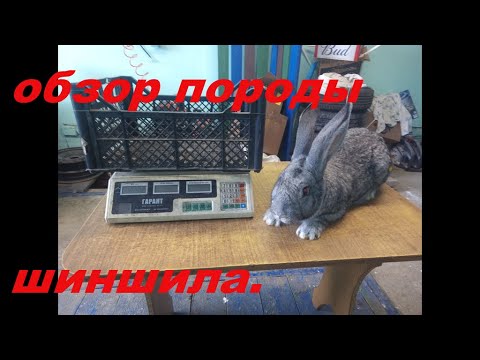 Видео: Обзор породы советская шиншила.