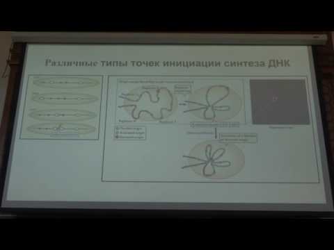 Видео: Клеточная биология. Профессор Онищенко Галина Евгеньевна (Лекция 4)
