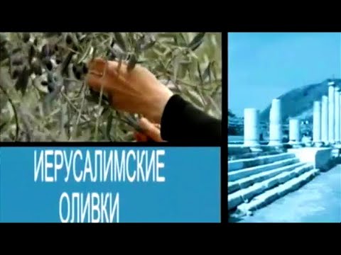 Видео: Иерусалимские оливки