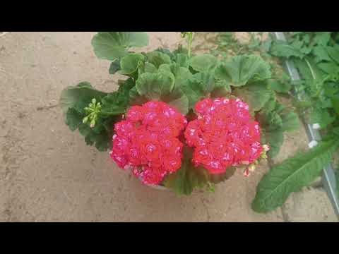 Видео: Обзор Пеларгоний  29 июня 2024 г.