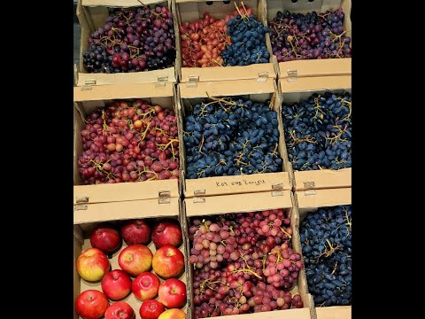 Видео: Подільський виноград у вересні.