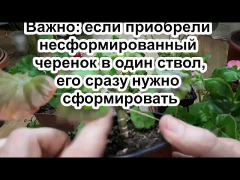 Видео: Пеларгония: почему не цветет? 3 условия для цветения. Отвечаю на вопрос о цветении пеларгонии