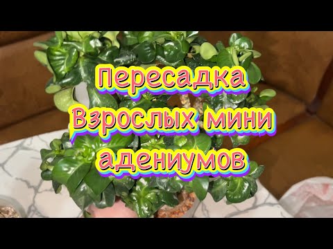 Видео: Пересадка взрослых мини адениумов в горшки с фитильный поливом. 05.04.2024.