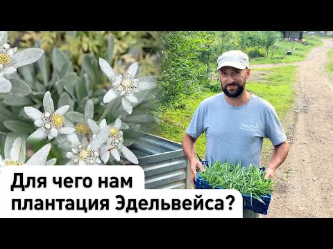 Видео: Для чего нам плантация Эдельвейса?