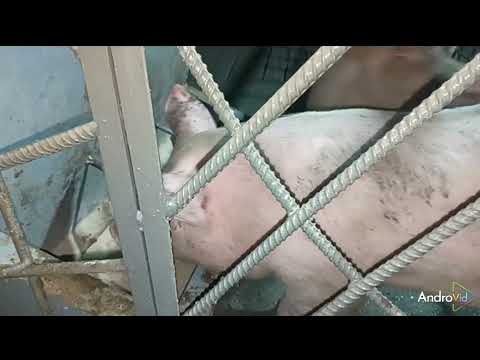 Видео: ##переезд в новый сарай ##