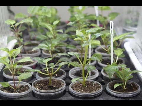 Видео: уй шартында гул остуруу/конгуроо гулун оной которуу :пересадка (перевалка) фуксии#фуксия