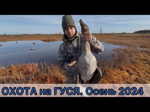 Видео: ОХОТА на ГУСЯ. Осень 2024