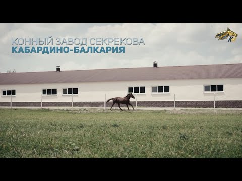 Видео: PRO_Лошадей. Кул Ковбой. 11 июля 2021 года. 18:55