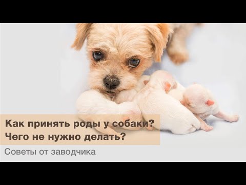 Видео: Собачьи роды: как принимать роды у собаки? / Чего не нужно делать?! / Процесс рождения щенков