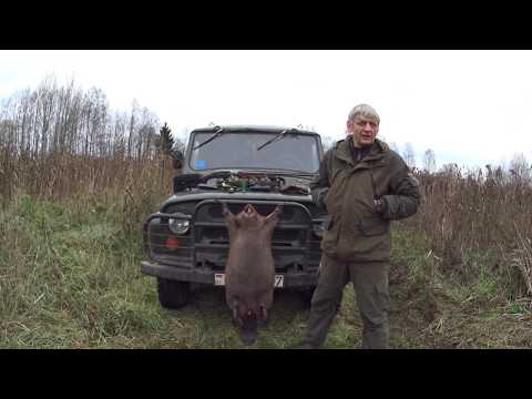 Видео: ОХОТА на БОБРА с ружьем МЦ 21-12 осенью. СЕКРЕТ УДАЧНОЙ ОХОТЫ!!!