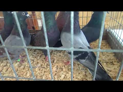 Видео: Сербы.