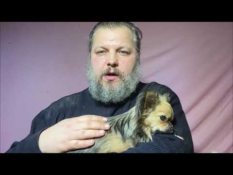 Видео: VLOG// Избил собачку, чтобы отомстить подружке. И ее, после инсульта понесли в клинику усыплять.