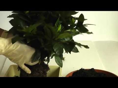 Видео: Как правильно пересадить гардению из торфа