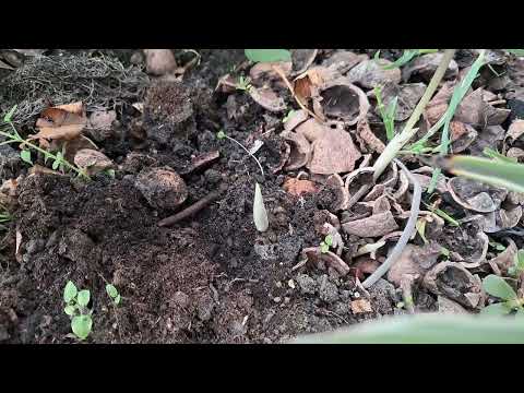 Видео: Садочок в кінці жовтня #сад #квіти #троянди #мійсад #квітидлясаду #garden #flowers #цикламены #rose 