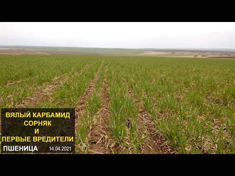 Видео: Состояние озимой пшеницы после прикорневой подкормки карбамидом по методу Бузницкого