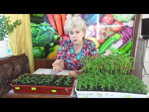 Видео: 5 ГЛАВНЫХ ОШИБОК ПРИ ВЫРАЩИВАНИИ РАССАДЫ. Ольга Чернова.