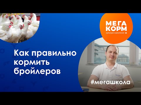 Видео: Как правильно кормить бройлеров? Секреты успешного выращивания!