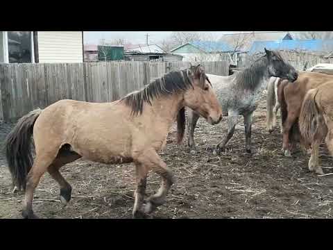 Видео: Мұғалжар Айғыр Үйірге қосылды #айғыр #жылқы #бие