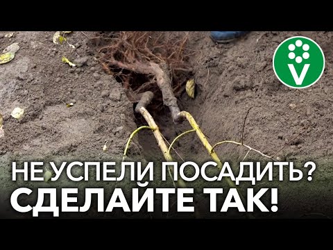 Видео: КАК СОХРАНИТЬ САЖЕНЦЫ ДО ВЕСНЫ, если сажать уже поздно