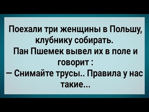 Видео: Как Три Бабы в Польшу На Клубнику Ездили! Сборник Свежих Анекдотов! Юмор!