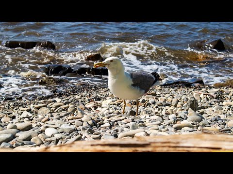 Видео: Бетта. Черное море. Отдых в палатке.