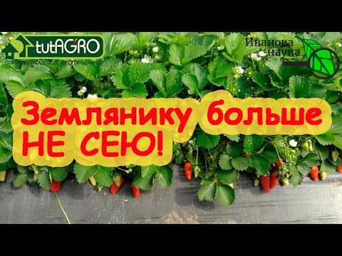 Видео: ЗЕМЛЯНИКУ БОЛЬШЕ НА РАССАДУ НЕ СЕЮ. А урожай ОГРОМНЫЙ! Как получить рассаду земляники БЕЗ ПОСЕВА.