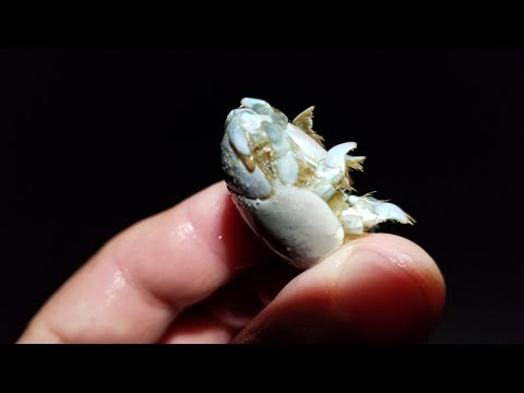 Видео: СЕКРЕТЫ ПЕСЧАНЫХ БЛОХ: как поймать, хранить и оснастить эту потрясающую БЕСПЛАТНУЮ наживку для ры...