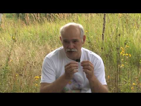 Видео: ОСНОВЫ ЕСТЕСТВЕННОГО ПЧЕЛОВОДСТВА.  Дух пчелинной семьи.