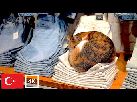 Видео: Всегда расслабляющиеся стамбульские коты [4K]