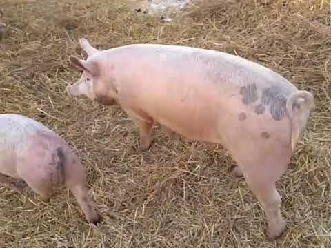 Видео: Супер кормление свиней......почти