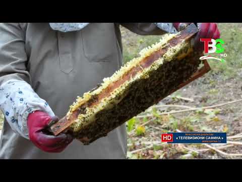 Видео: Занбӯрпарварӣ н. Файзобод - Меомӯзем