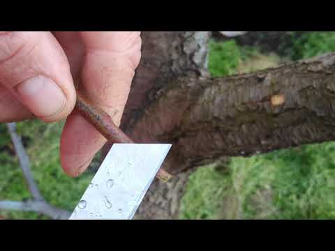 Видео: Прививка персика в ствол.(Мостик)