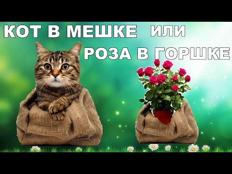Видео: Самое выгодное предложение в 2025 году!